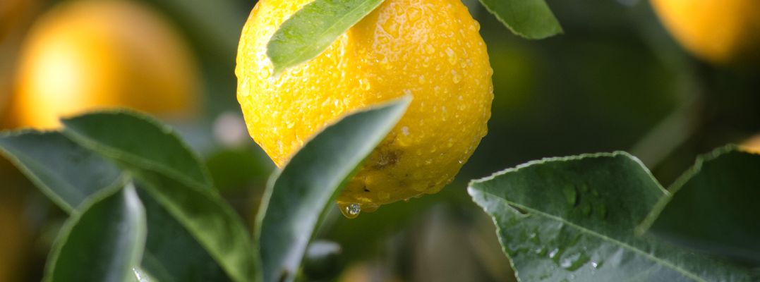 lemon